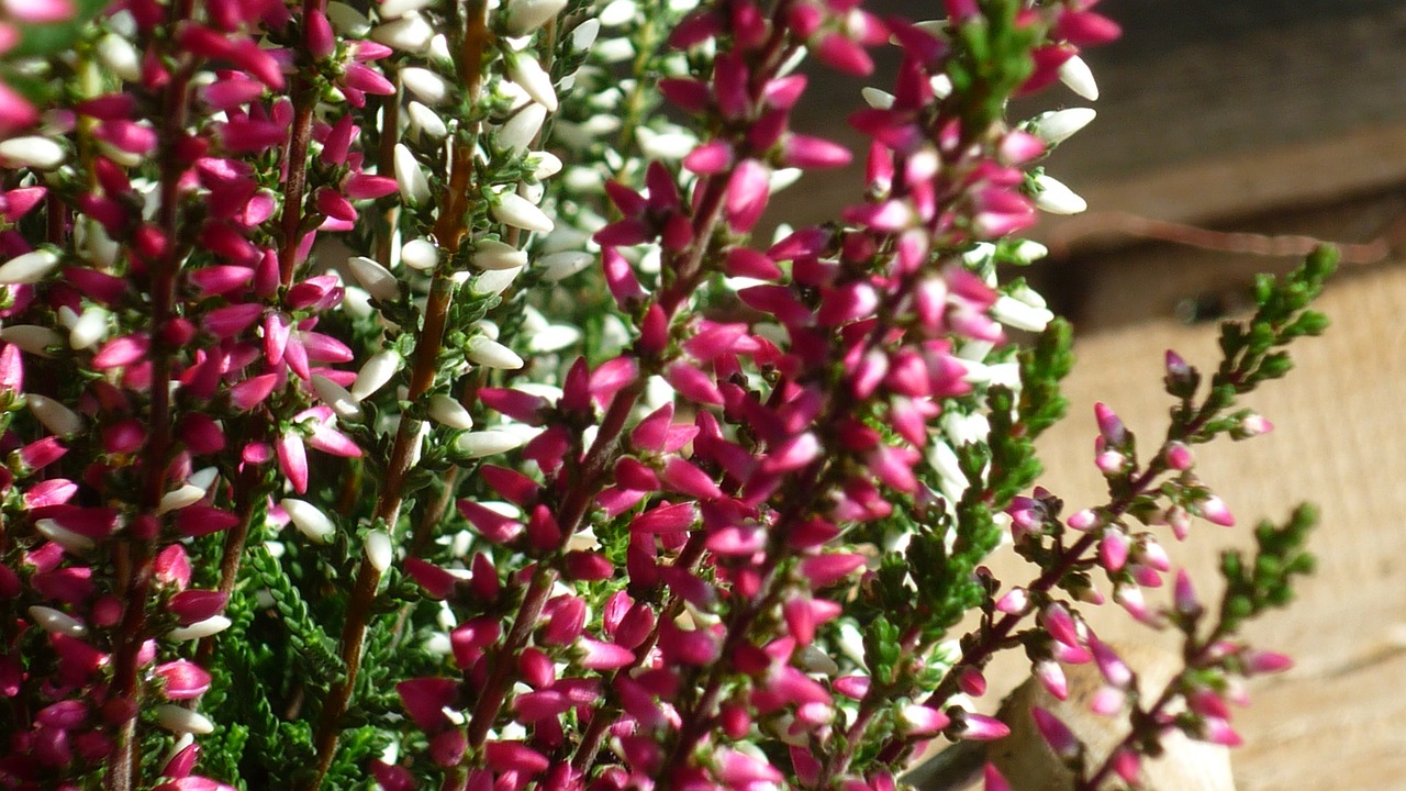 Image - buds heath flower erika