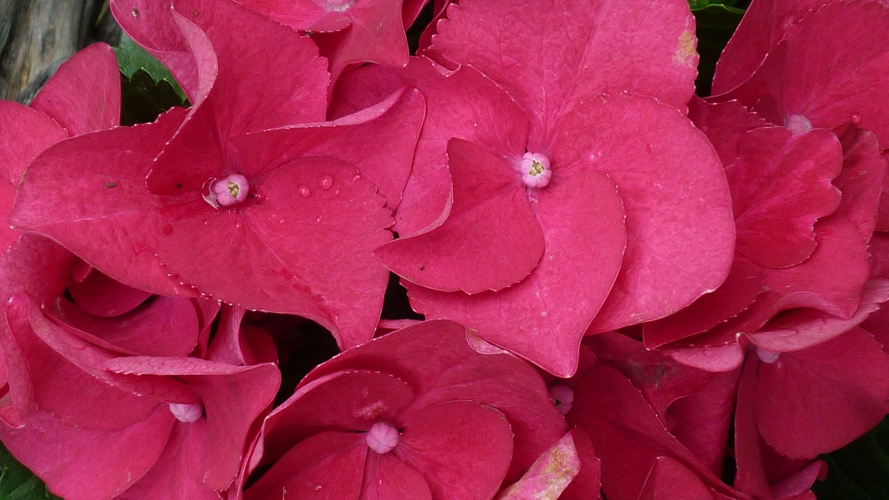 Image - hydrangea flower red flower ball