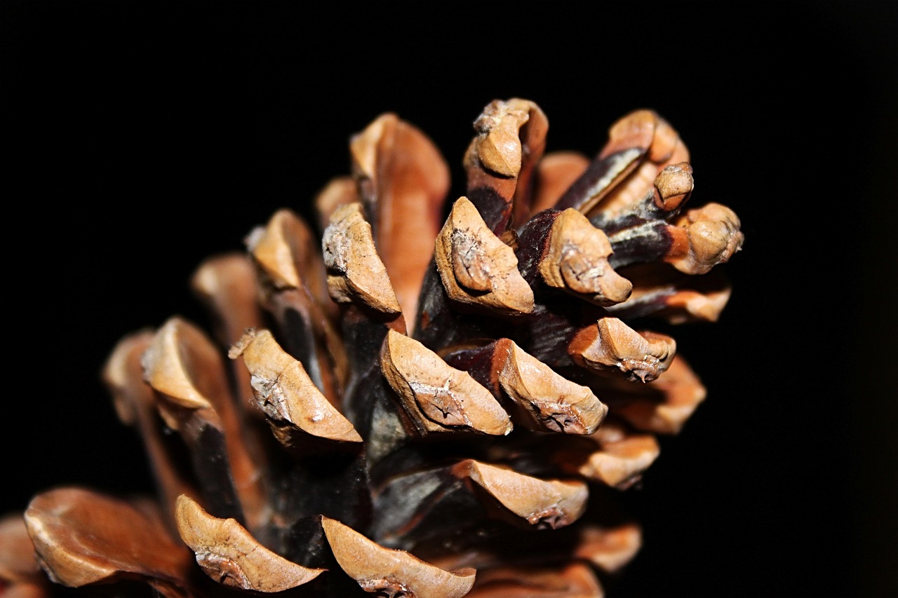 Image - tap christmas pine cones