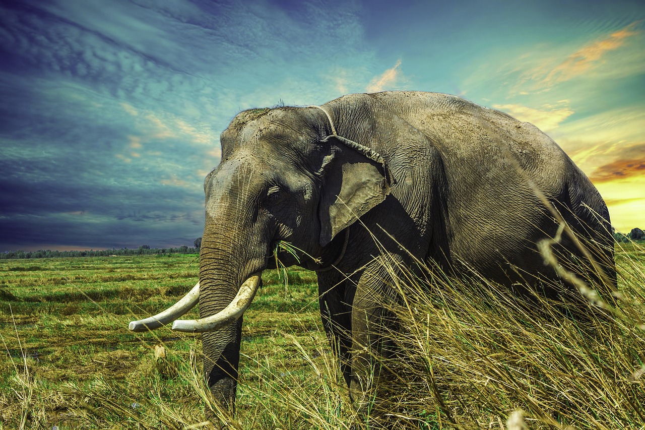 Image - elephant nature tour surin province