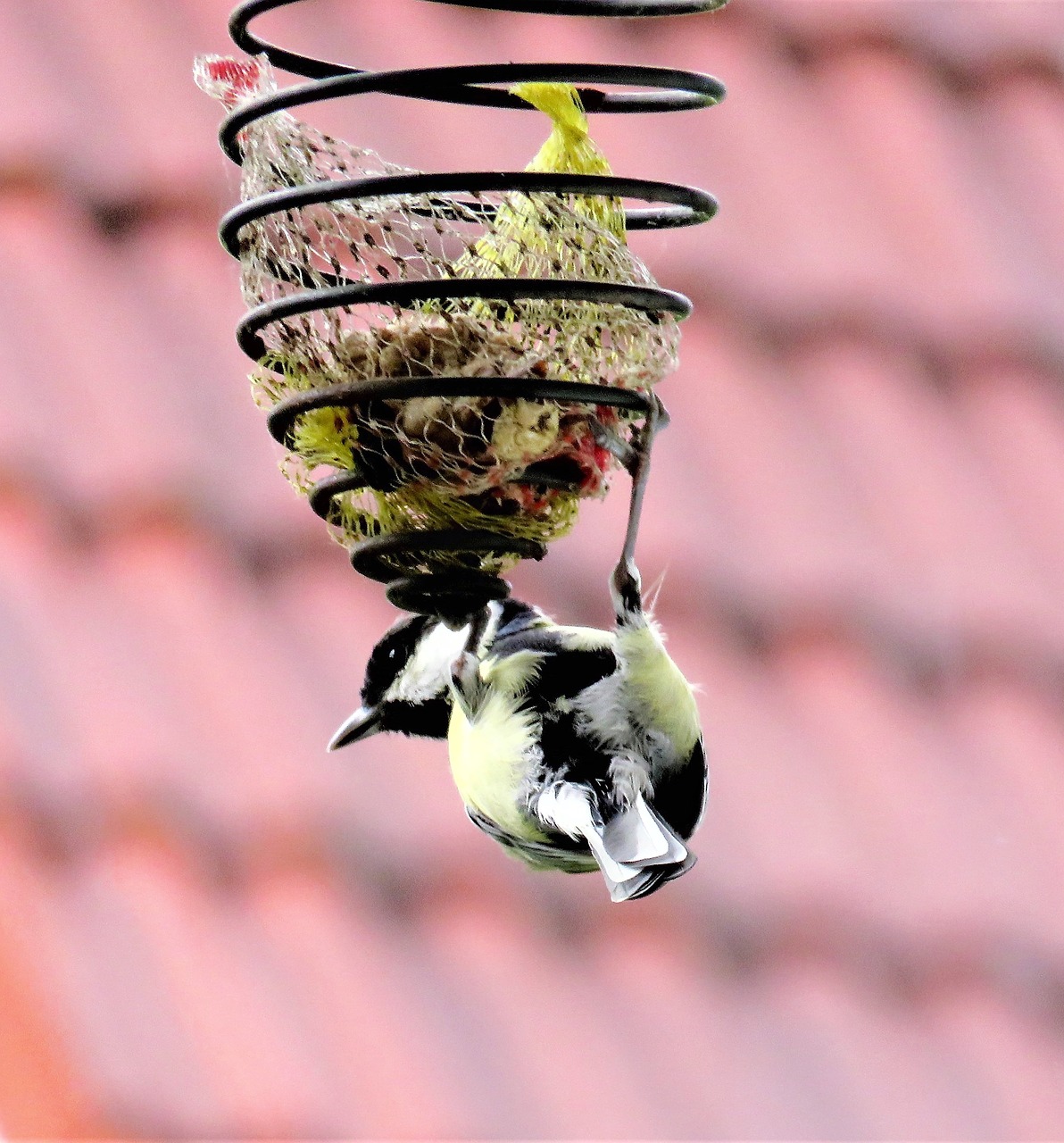 Image - bird tit songbird in search of food