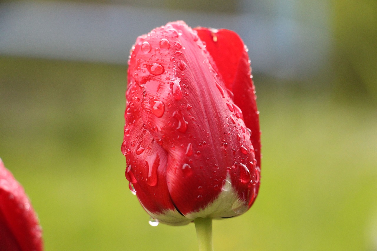 Image - flower red red flower blossom