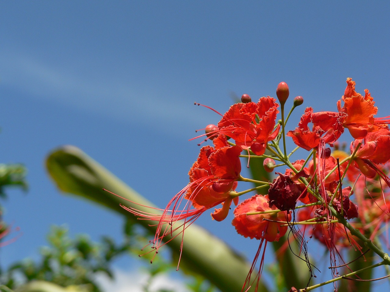 Image - flowers landscape colombia nature