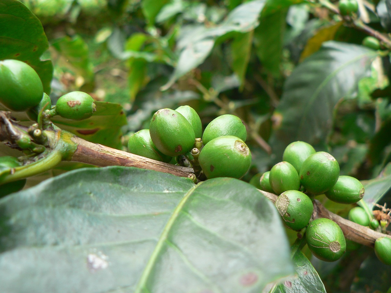 Image - coffee plant green fruit colombia