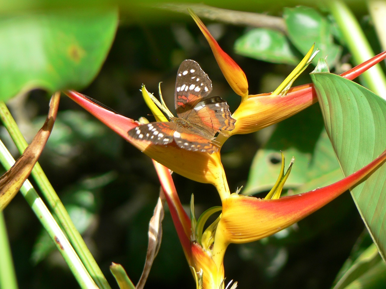 Image - plant butterfly colombia insect