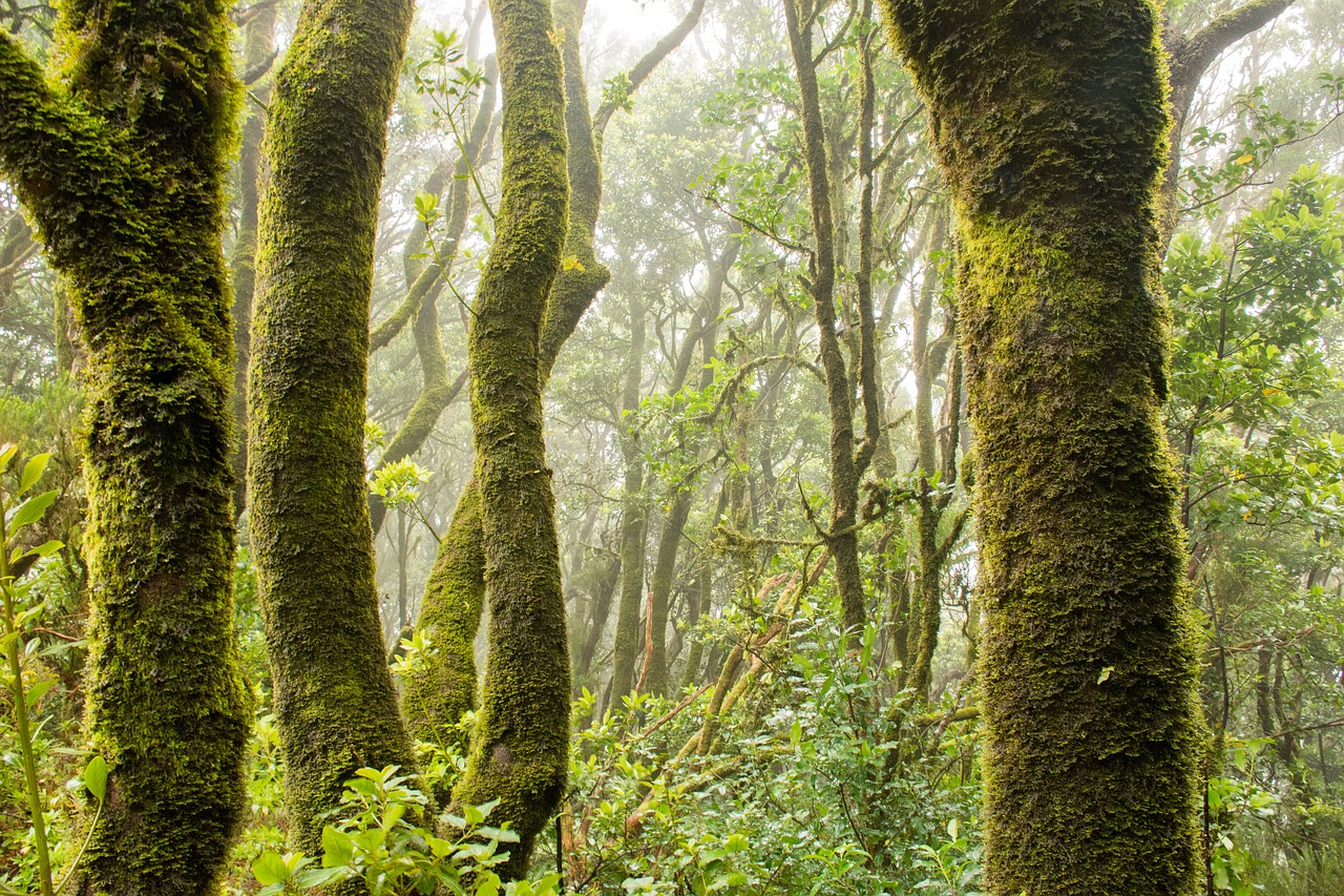 Image - green forest nature plants ivy