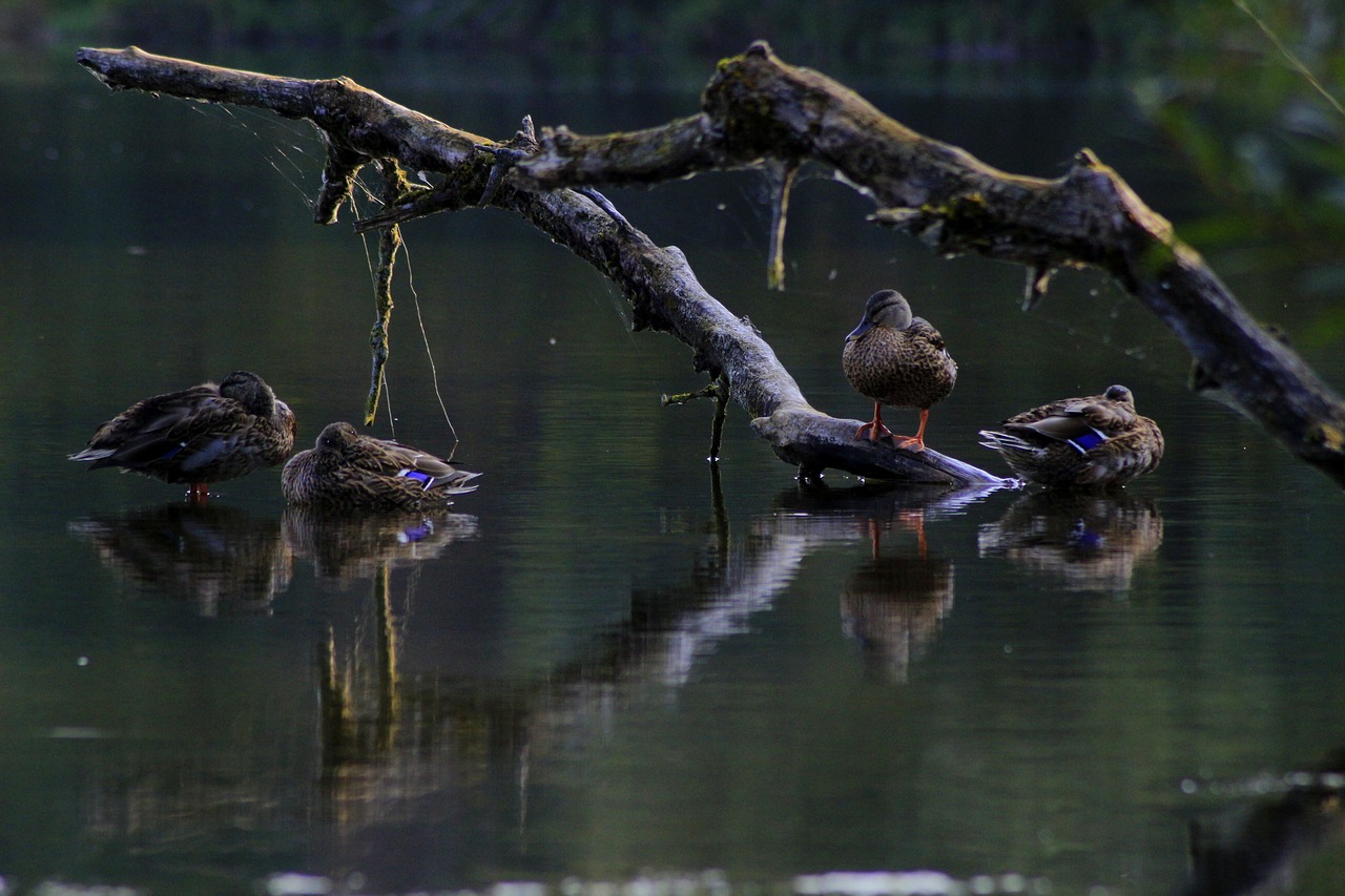 Image - lake ducks nature water bird water