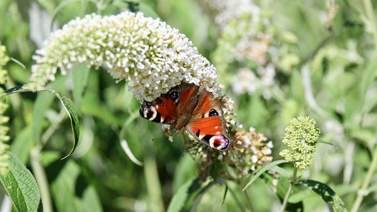 Image - butterfly torpedo painted peacock