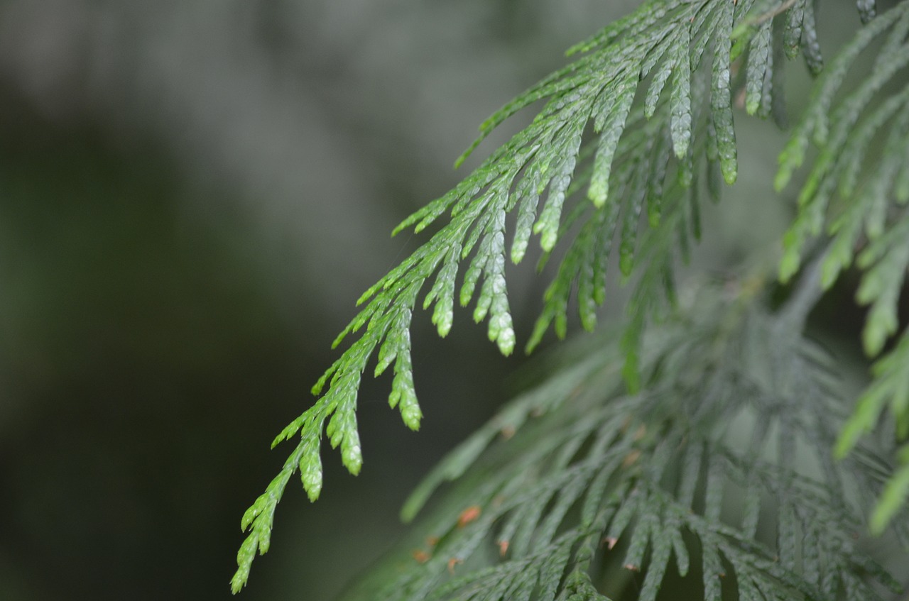 Image - cedar forest nature tree branch