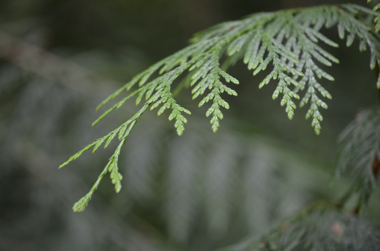 Image - cedar forest nature tree branch