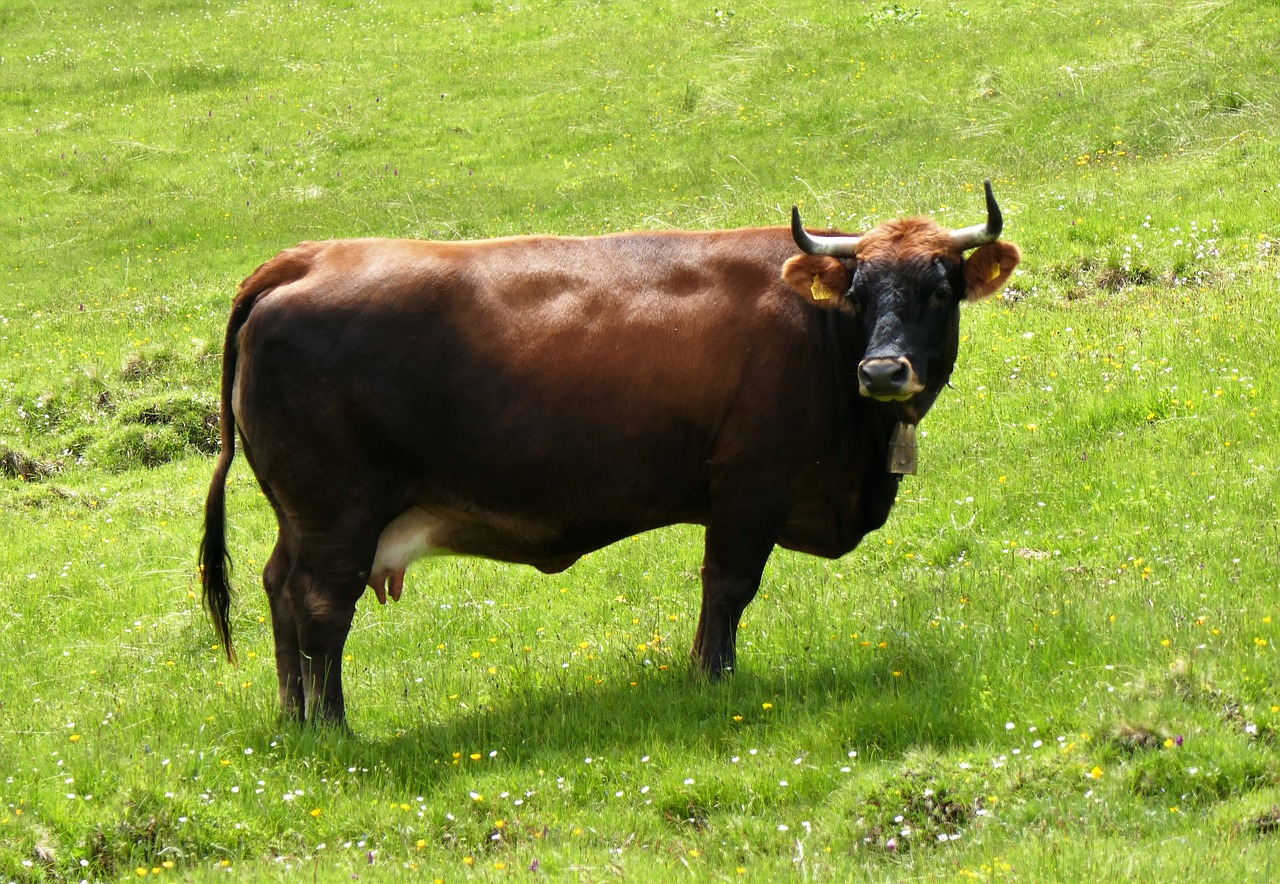 Image - cow beef cattle horns brown