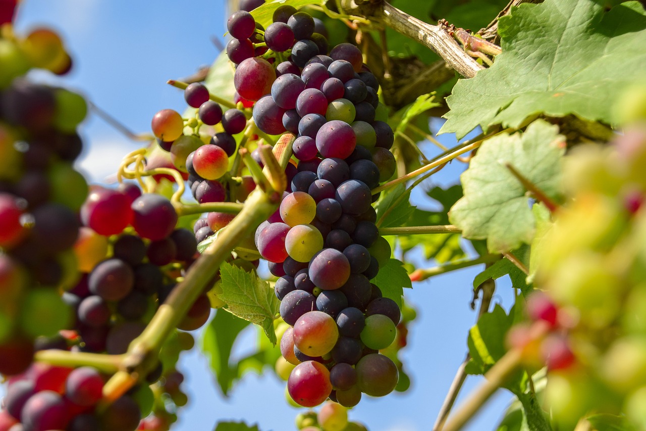 Image - grapes fruit winegrowing vine