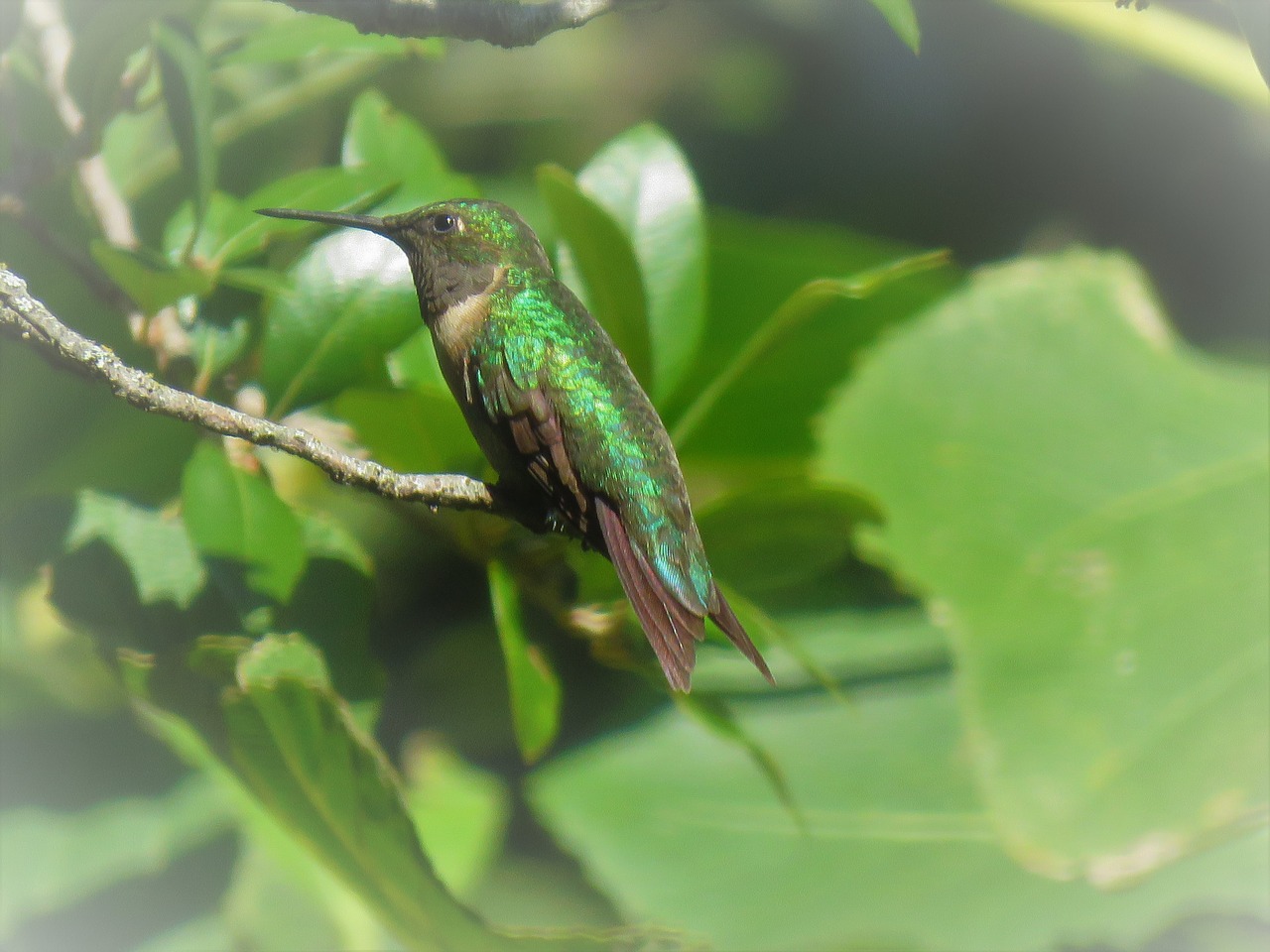 Image - bird colorful green brown