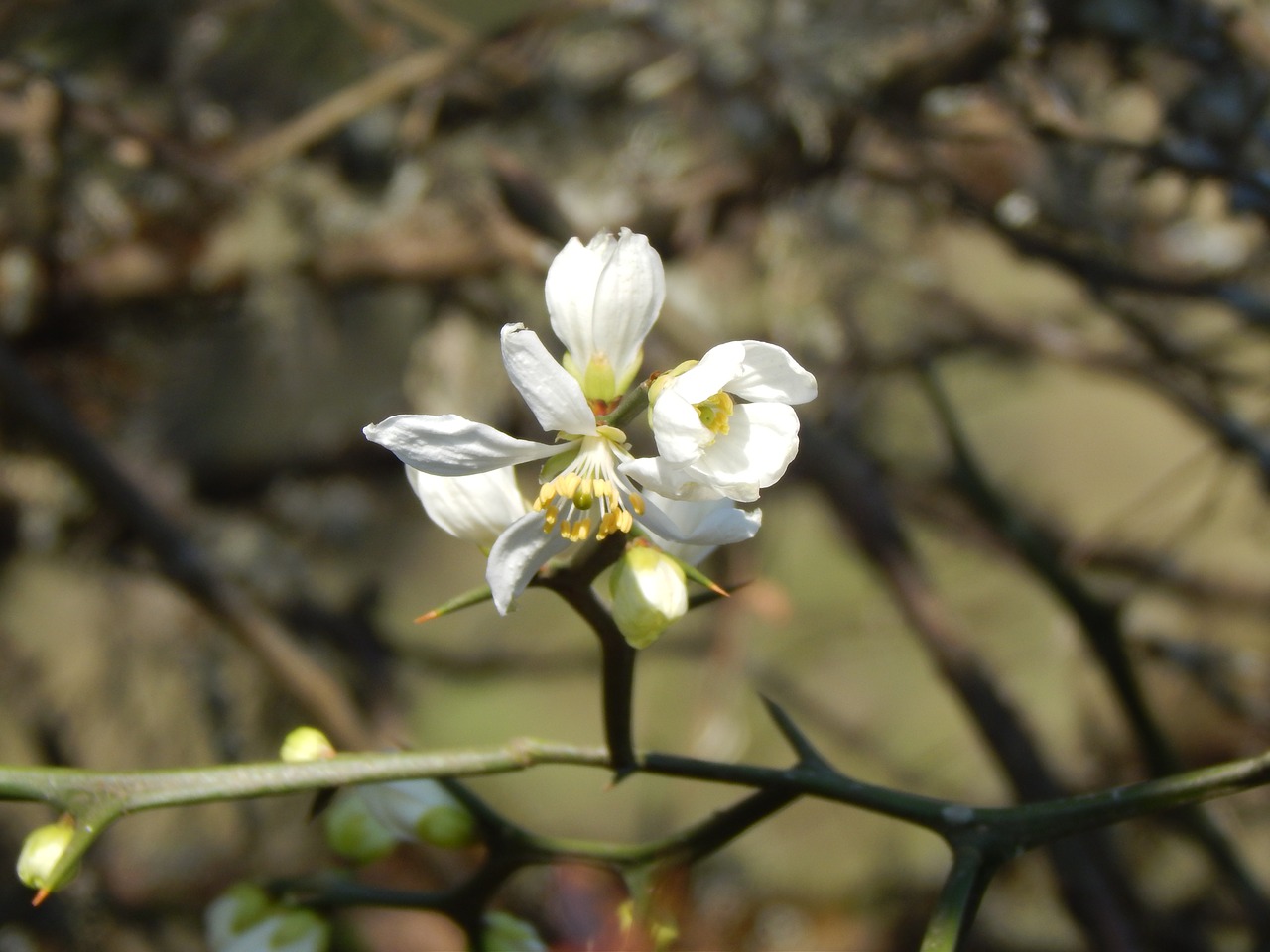 Image - flower white orange blossom lemon