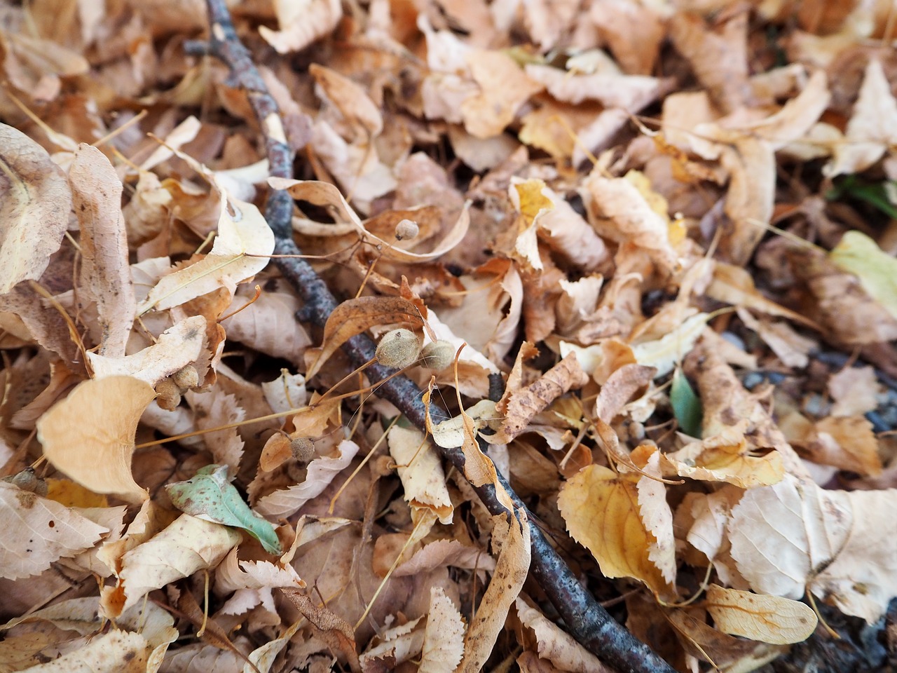 Image - autumn leaves background