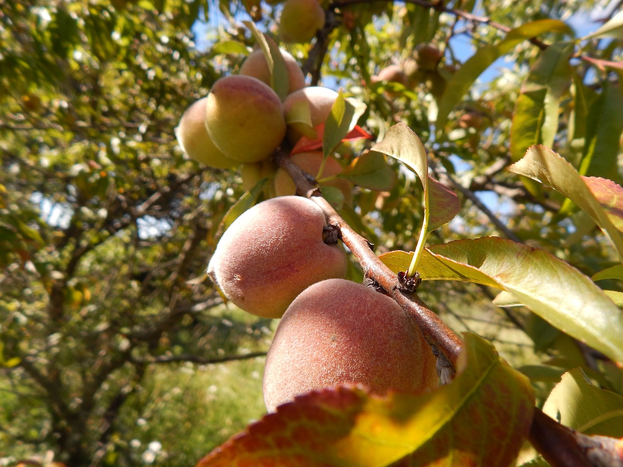 Image - plant peach fruit peaches soft
