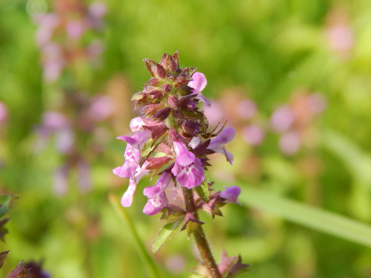 Image - flower small wild lilac