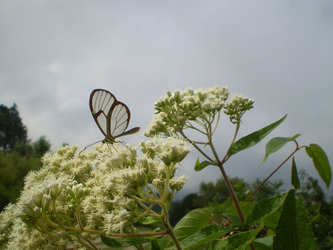 Image - butterfly of cristal transparent