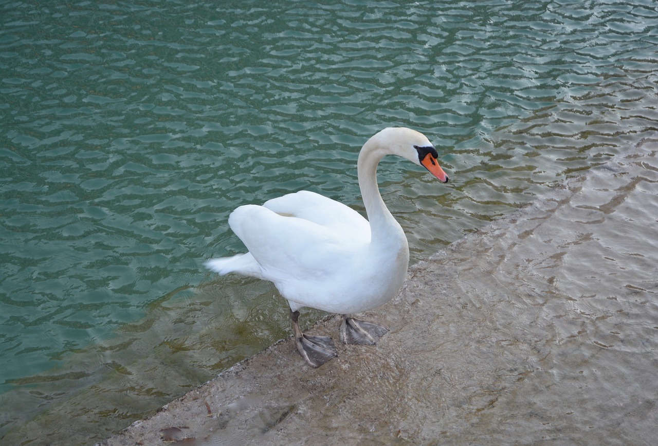 Image - swan bird fresh water white swan