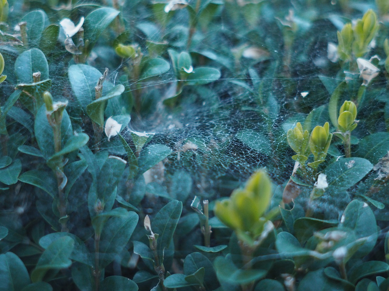 Image - cobweb evening sun hedge gloomy