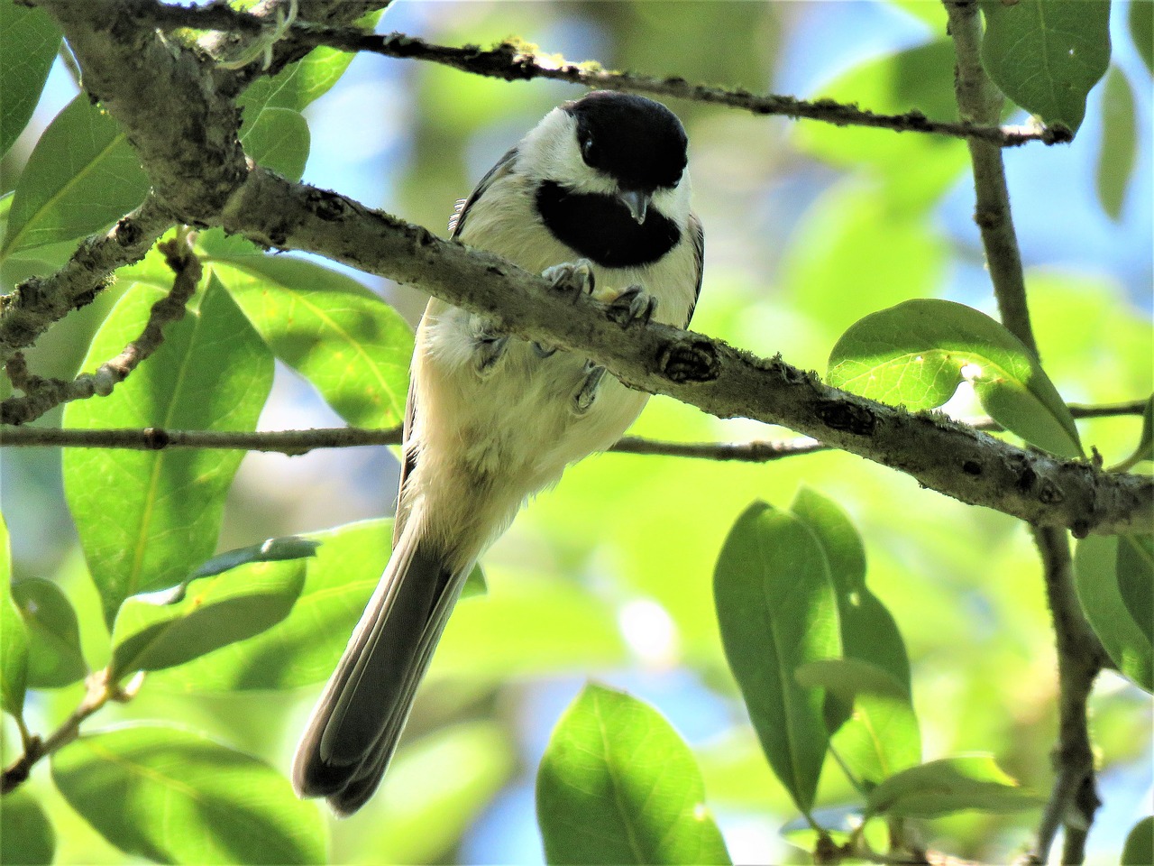 Image - bird tiny chickadee tree wildlife