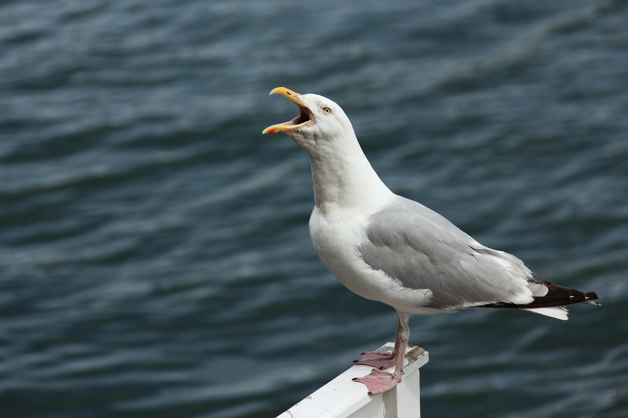 Image - angry animal beak bird cry gull