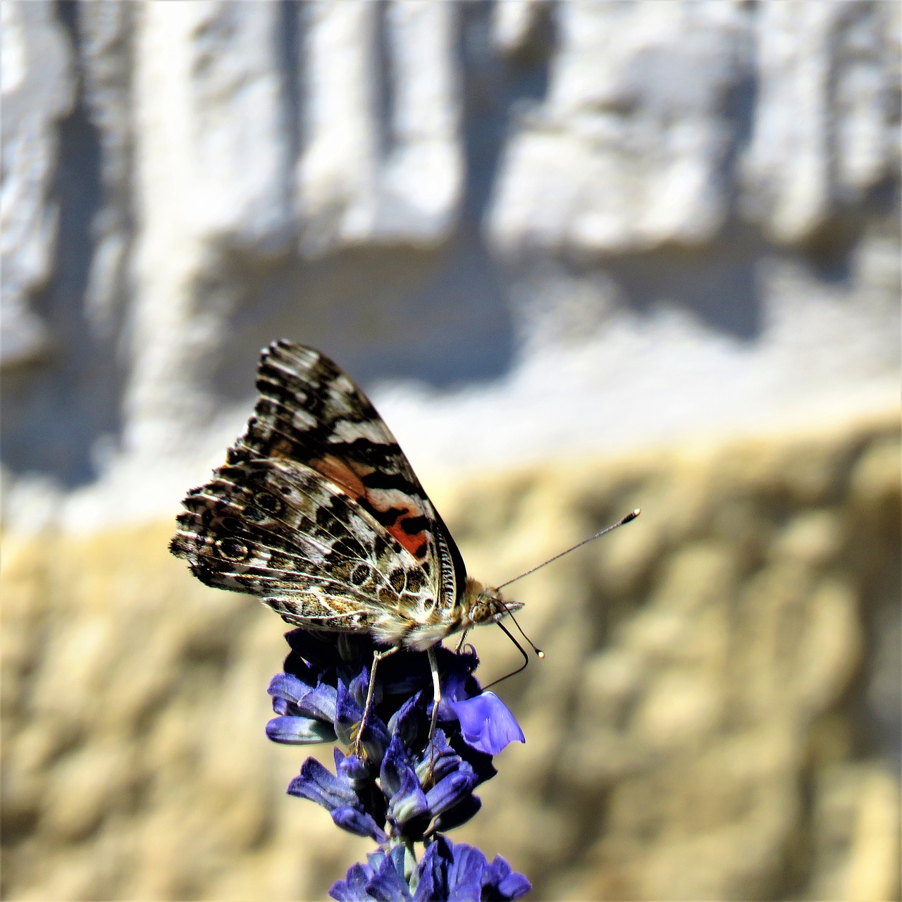 Image - flying insect blue flower garden