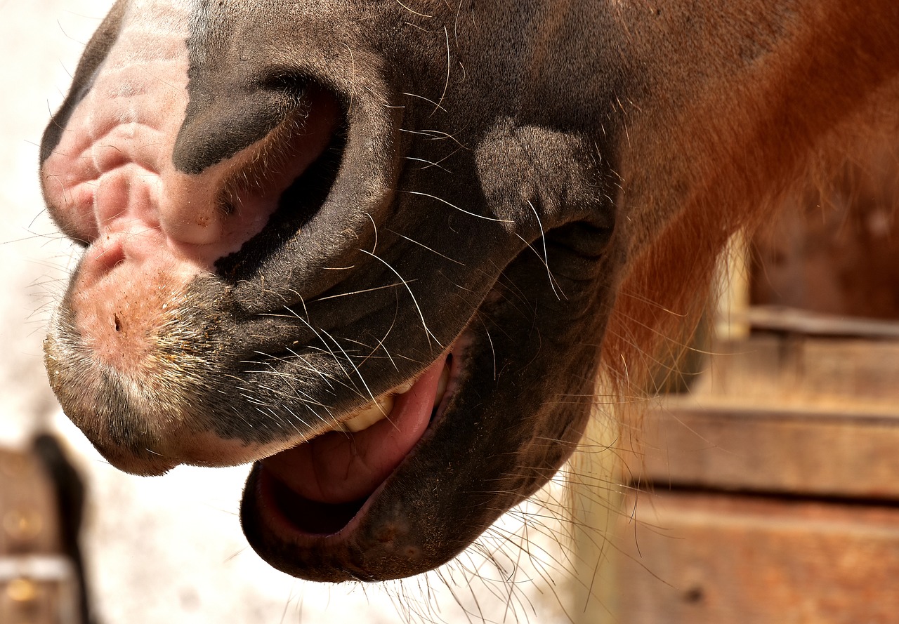 Image - horse snout nostrils laugh funny