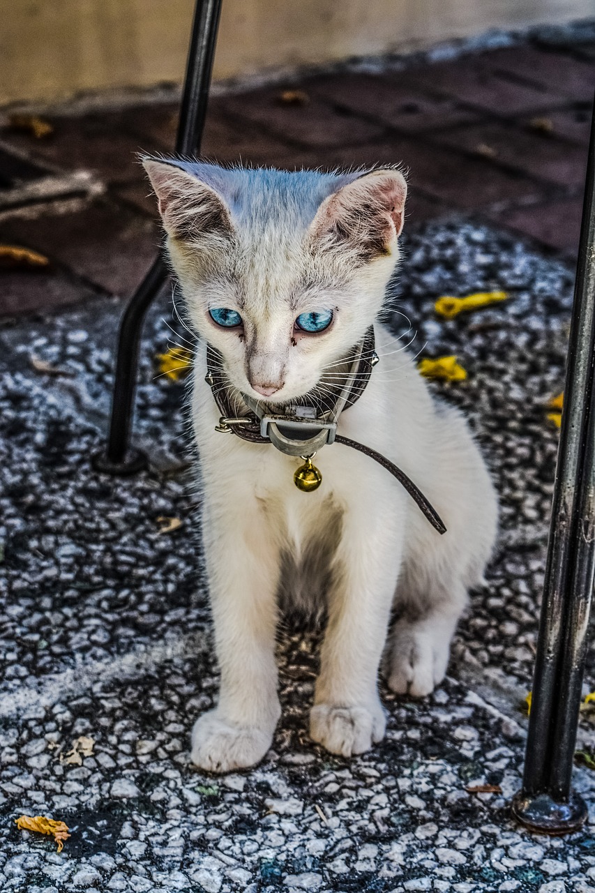 Image - cat cute animal kitten domestic