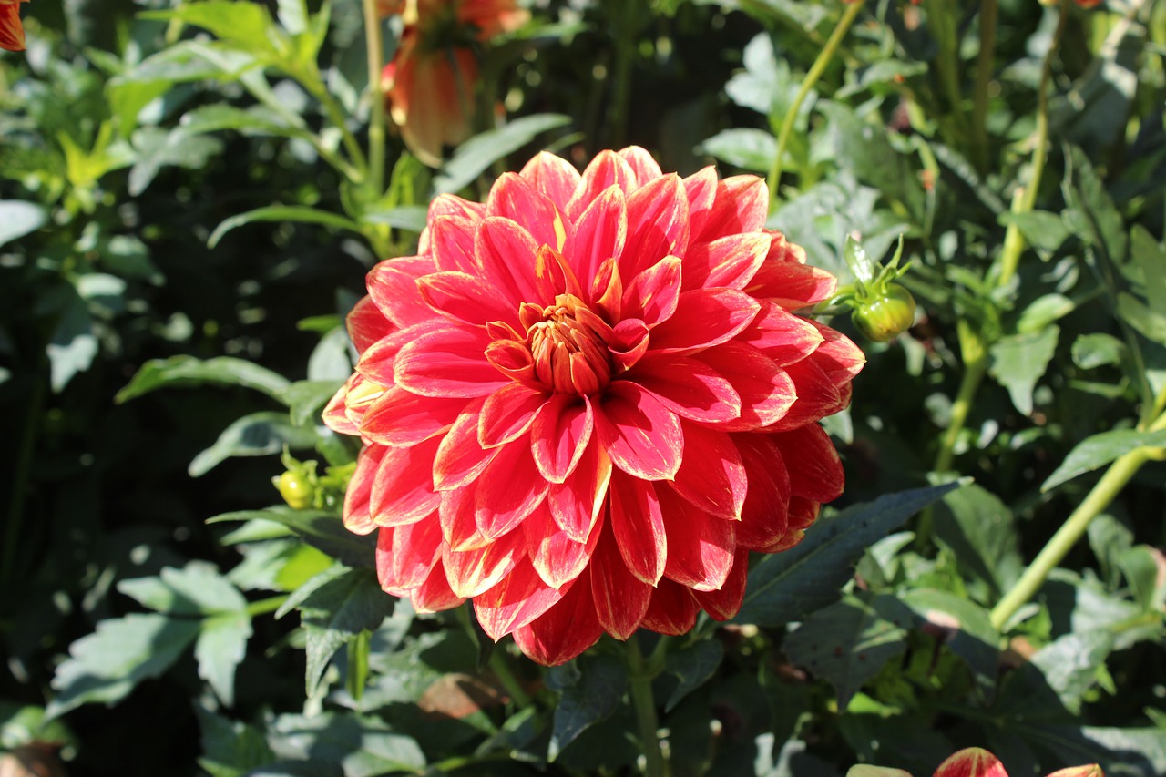 Image - dahlia red yellow blossom bloom