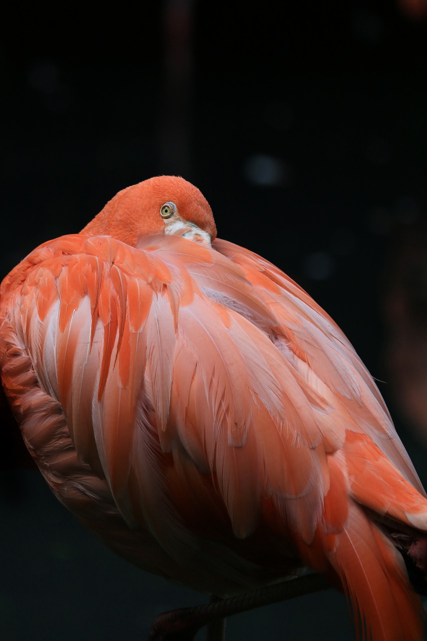 Image - finney pink flament pink bird pen