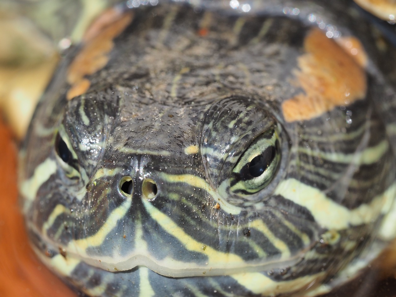 Image - turtle macro reptile