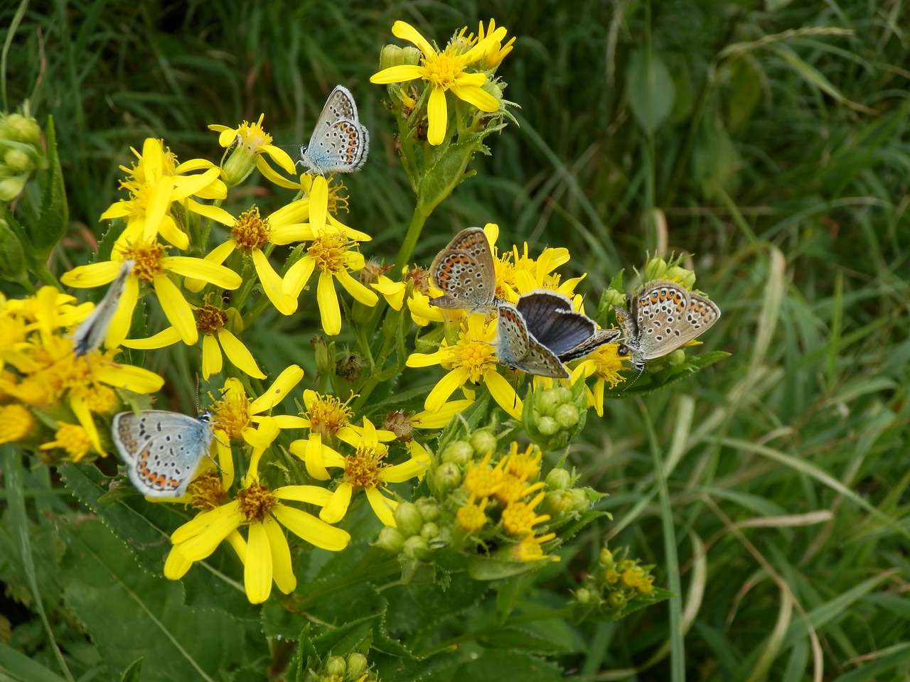 Image - bro butterflies animals