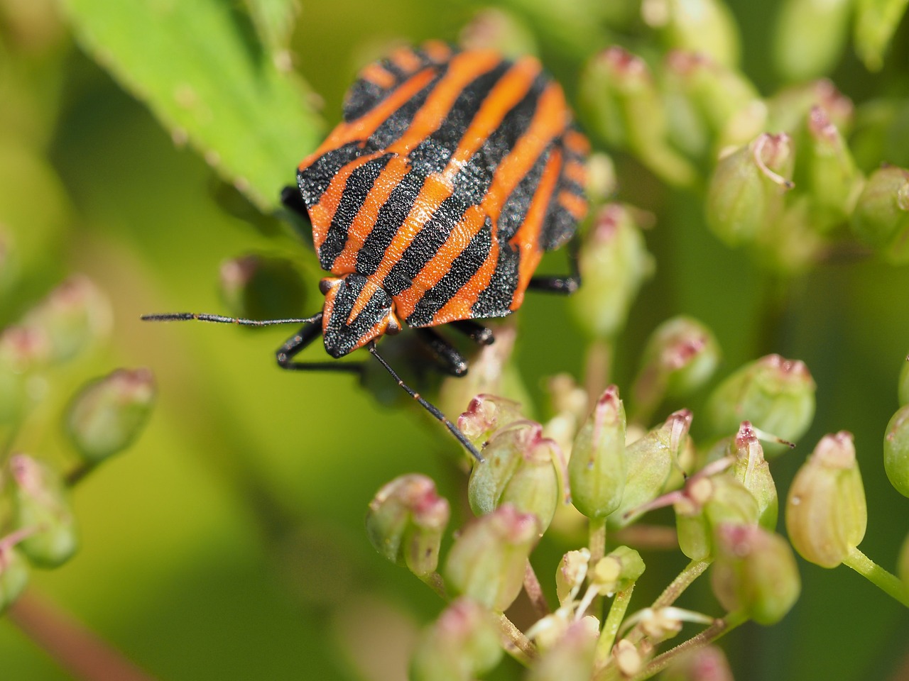 Image - kněžice pásovaná bug macro insect