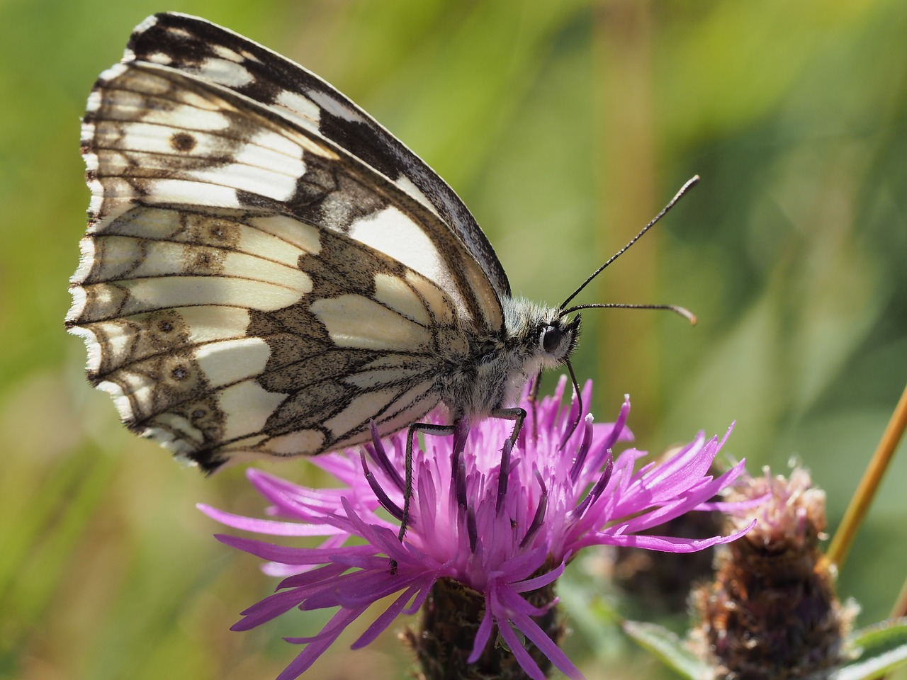 Image - okáč bojínkový butterfly macro