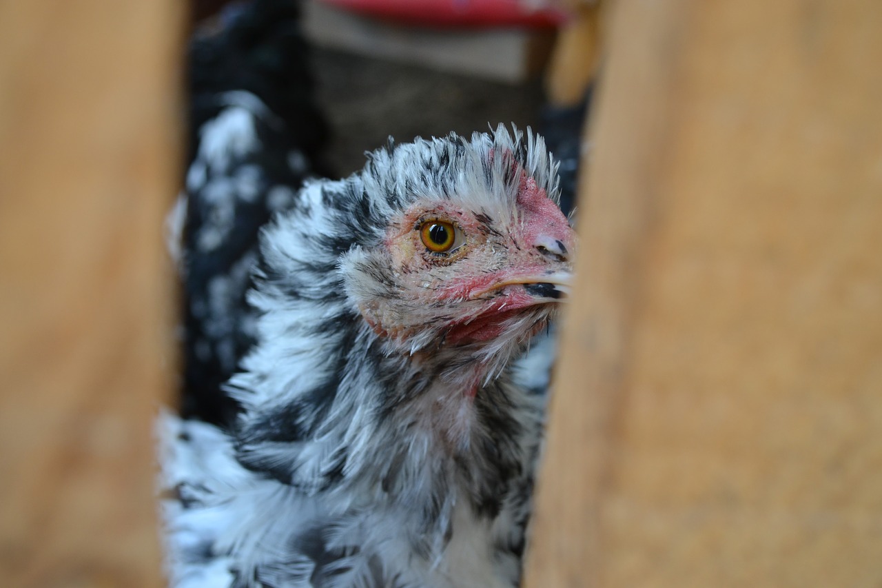 Image - chicken nature eye