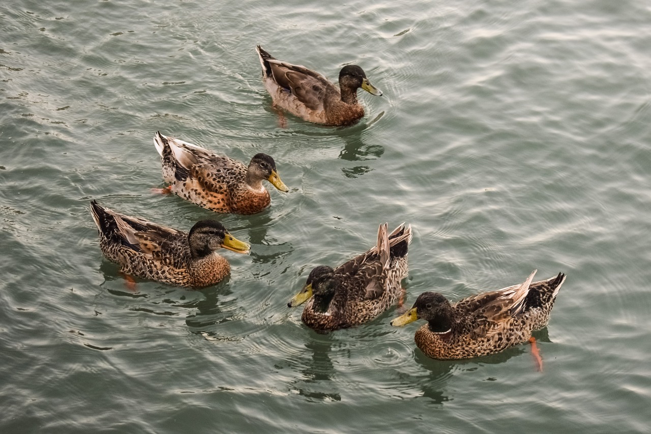 Image - ducks sea bird animal nature