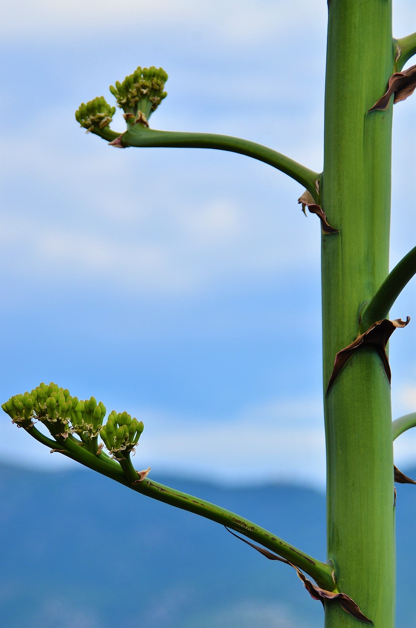 Image - nature for sale blue sky greece