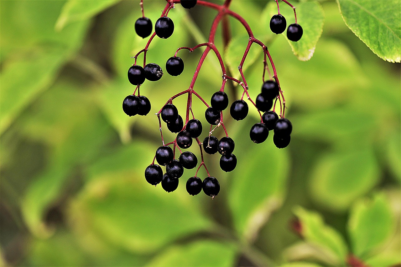 Image - elder berries black elderberry