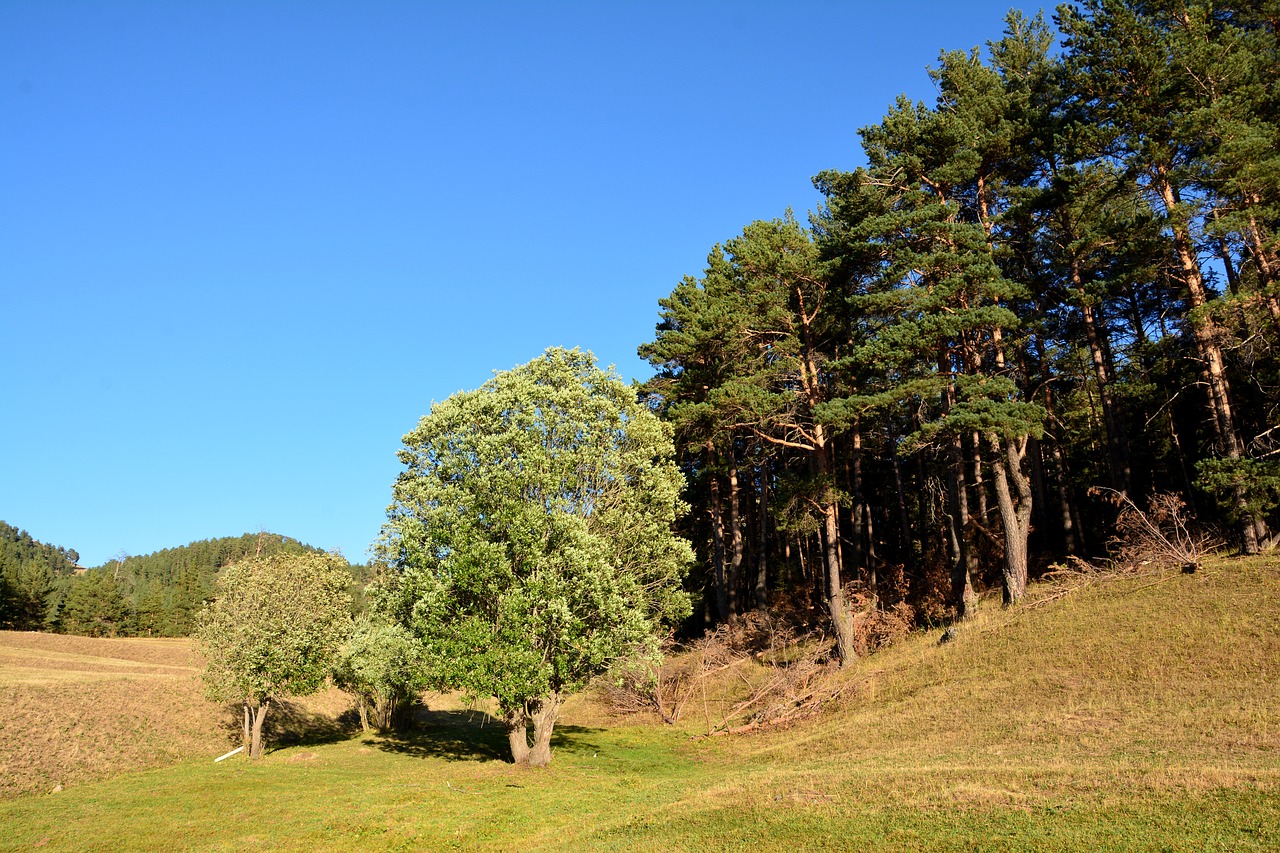 Image - forest grass kaçkars nature green