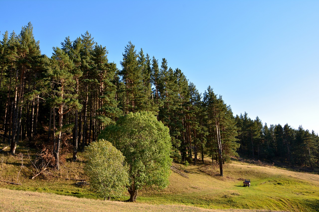Image - forest grass kaçkars nature green