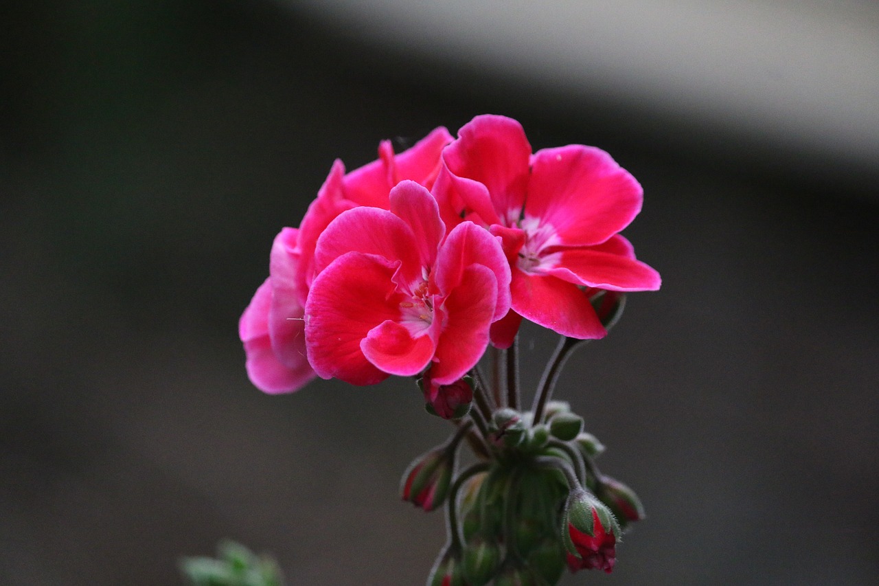 Image - geranium flower pink garden nature