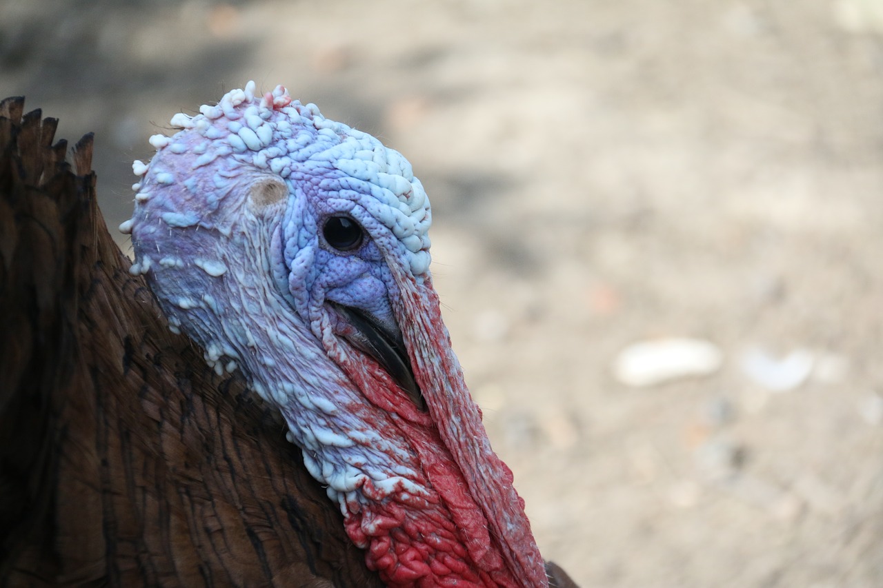 Image - turkey bird backyard farm poultry