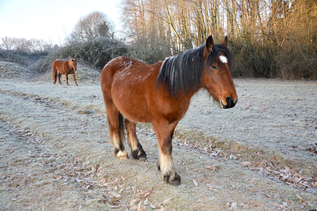 Image - horse horse brown black young horse