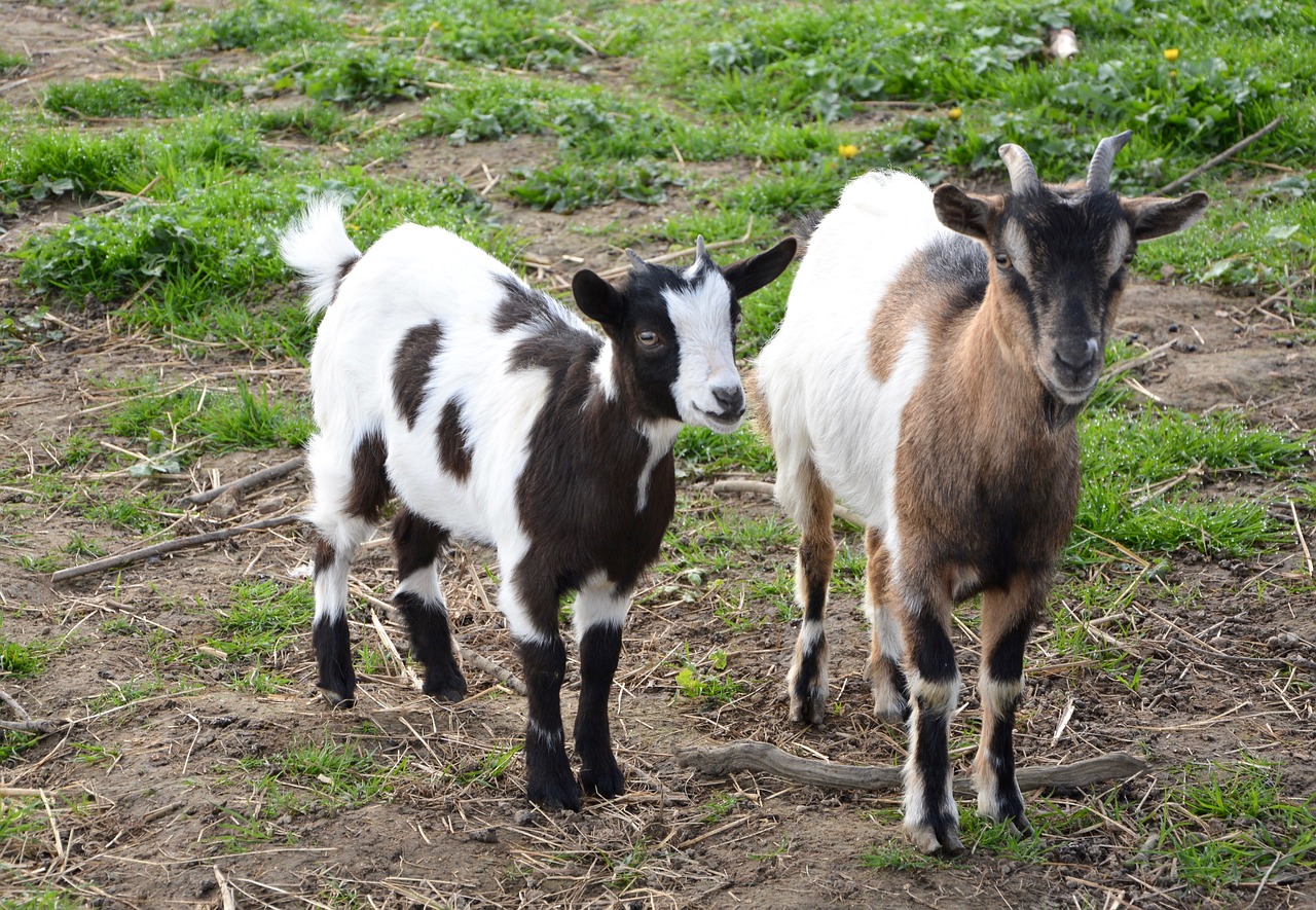 Image - goat goats dwarf goat nature