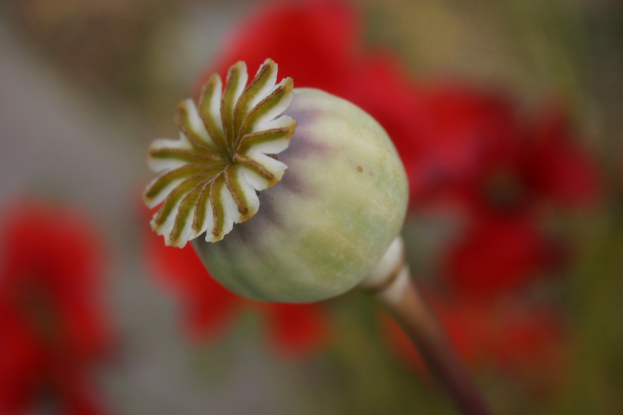 Image - seed pod poppy capsule seed head