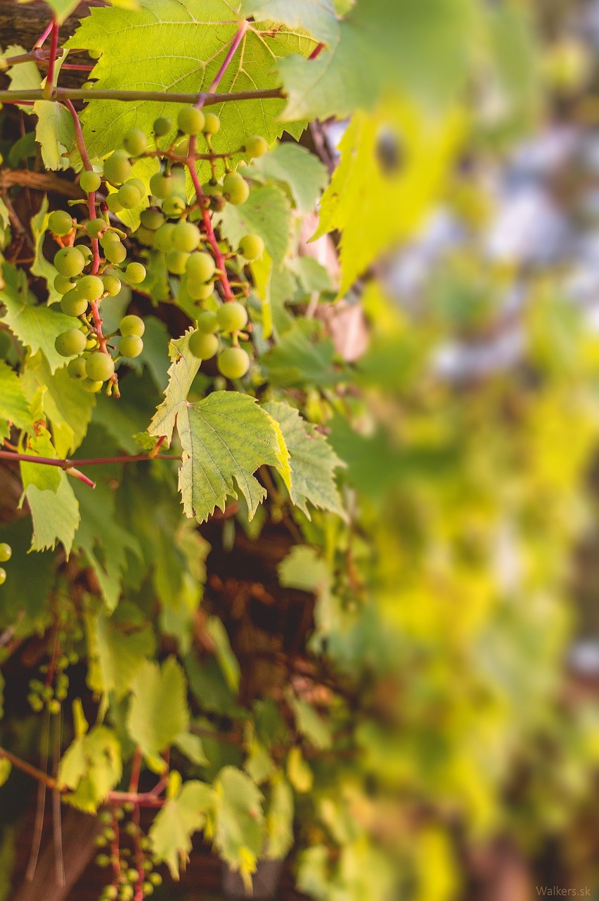 Image - grapes vine wine foliage slovakia