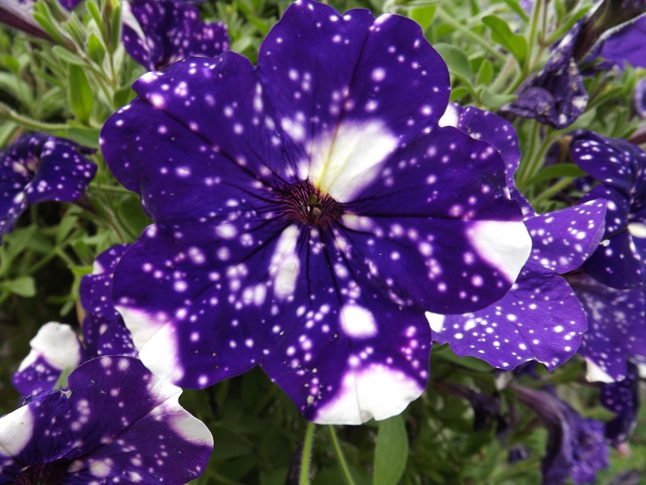 Image - petunias night sky flower blossom