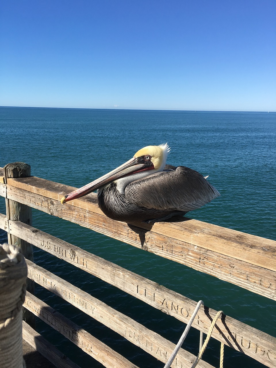 Image - pelican ocean pier beach bird