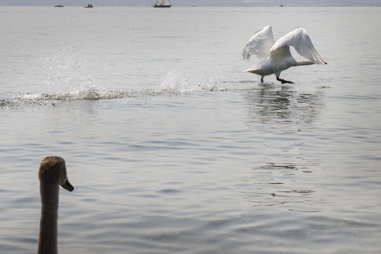 Image - swan start water bird departure